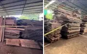 Enam Ditahan, PGA Rampas Kayu Balak dan Papan Lebih RM1.1 Juta