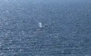 Ikan paus 'Timmy' berjaya dilepaskan ke Laut Utara dalam operasi penyelamatan dramatik