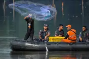 Ikan Sapu-Sapu Banjiri Sungai Jakarta, Terkumpul di Zon Pencemaran Toksik