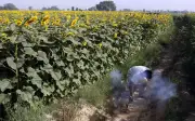 India timbang naikkan duti import minyak masak untuk bantu petani