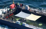Kapal bawa paus bungkuk Timmy menghampiri Laut Utara