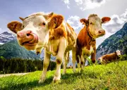 Kebimbangan keselamatan meningkat di Austria selepas pejalan kaki dibunuh lembu
