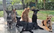 Kehidupan kampung Marie dengan 11 haiwan peliharaan mencuri perhatian