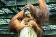 Kelahiran Orangutan Sumatera di Zoo Singapura Catat Sejarah Perubatan