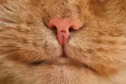 Kenapa kucing tiba-tiba berhenti makan makanan yang sama? Kajian Jepun kaitkan dengan bau