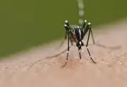 Kes Denggi Putrajaya Turun 36.2 Peratus, Teknologi Wolbachia Berjaya