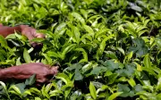 Konflik Timur Tengah ganggu industri teh Sri Lanka, tingkatkan tekanan ekonomi