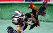 Korean Air Hentikan Pengangkutan Ayam Sabung dari AS ke Filipina