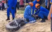 Lebih 20 penduduk bergabung tangkap buaya 300 kg dekat DUN Sabah