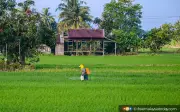Lebih 20,000 Pesawah Perak Terima Wang Pendahuluan IPKP