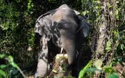 Lelaki maut dipercayai diserang gajah liar di Gua Musang