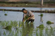 MADA Jelaskan Kelewatan Tanam Padi di Kedah Akibat Kekurangan Air