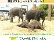 Majlis Taiping nafi salah laku dalam pemindahan tiga gajah ke Jepun