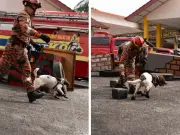 Malaysia mahu jadi hab pembiakan anjing pengesan K9 di ASEAN