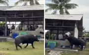 Maut dan patah rusuk ditanduk kerbau korban di Ulu Tiram