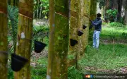 Meyakinkan generasi muda cabaran terbesar sektor agrikomoditi