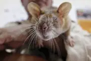 Najis tikus di kantin sekolah Pulau Pinang, arahan tutup 14 hari