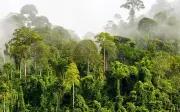 Pahang kenal pasti kawasan baharu untuk hutan simpan kekal
