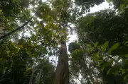 Pahang wartakan 524 hektar hutan di Bera sebagai Hutan Simpan Kekal