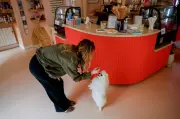 Paris Dog Bakery: Hidangan Istimewa untuk Anjing Peliharaan
