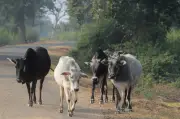 Pemanduan Malam di Gua Musang Berisiko: Kemalangan Lembu Liar Terus Meningkat