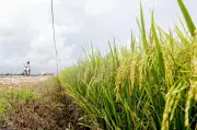 Pemeriksaan mengejut Kementerian Pertanian dedah petani tua sewa tanah kepada warga asing
