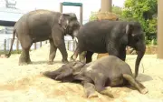 Pemulangan Gajah dari Jepun Perlukan Bukti Jelas, Kata Majlis Taiping