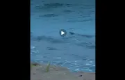 Pencarian Buaya di Sentosa Cove Hentikan Aktiviti Air di Pantai