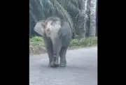 Pencarian Gajah Kalabakan Terus Dijalankan, Siasatan Kecacatan Belum Selesai