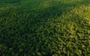 Penebangan hutan Amazon Brazil jatuh ke paras terendah sejak 2019