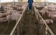 Penternakan Babi Hanya Di Kawasan Baharu Jauh Dari Penempatan