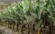 Penyakit TR4 Ancam Ladang Pisang Seluruh Dunia, Saintis Beri Amaran