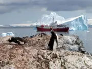 Perbincangan hadkan pelancongan Antartika apabila bilangan penguin maharaja merosot