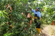 Pesara jadikan tanah terbiar ladang Harumanis di Bachok