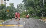 Pihak berkuasa tempatan perlu hentikan layanan terhadap pokok sebagai barang buangan