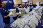 Polis Bongkar Dua Sindiket Dadah Antarabangsa, Rampas Ganja RM12.6 Juta di KLIA