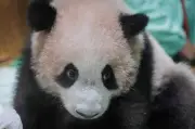 Rio, Panda Gergasi Pertama Indonesia, Sedia Buat Debut Awam