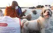 Ritual harian sami dan anjing di Sungai Chao Phraya jadi tumpuan