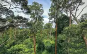 Sarawak kekal 6 juta hektar hutan simpan kekal