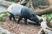 Selamatkan Tenuk, Selamatkan Hutan Kita