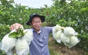 Selepas Tujuh Tahun Cabaran, Usahawan Guava Premium Akhirnya Berjaya di Perak