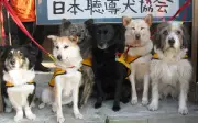 Sentuhan Lembut Anjing Bantuan Beri Ketenangan Pekak Jepun