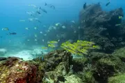 Sotong baharu sebesar bola golf ditemui 1,800m bawah laut Galapagos