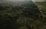 Tabiat pengguna China yang berubah mungkin lindungi Hutan Amazon
