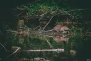 Taman Eko Rimba Ulu Bendul Ditutup Susulan Kes Disyaki Leptospirosis