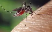 Teknologi Wolbachia antara faktor kes denggi di Putrajaya turun 36.2%
