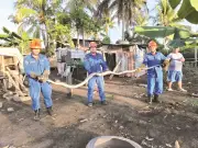 Ular Sawa 20kg Ditemui Dalam Reban Ayam di Tuaran