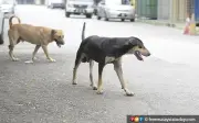 Warga emas mangsa ke-4 rabies di Sarawak tahun ini