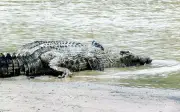 Warga emas selamat dari serangan buaya di jeti Port Dickson