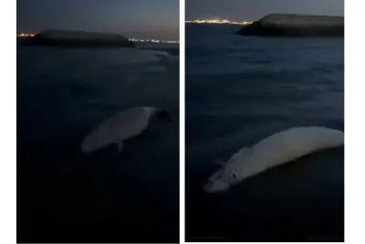 Dugong mati ditemui di Jetty Bedok Singapura, rekod pertama sejak 2021